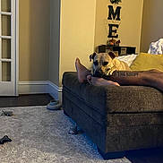 Dutch is registered to the contest to win money with this photo: dog, sofa, person, tattoo, living_room, carpet, toy, foot, cushion, wall_decor, wreath, relaxing, indoor, furniture, home, paw, brown_dog, resting, cozy, casual