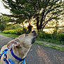 Dutch joined the competition — help win amazing prizes! dog, canine, pet, blue_harness, outdoor, pathway, tree, sunset, greenery, nature, pavement, animal, looking_up, collar, leash_attachment, sunlight, scenic, walking_path, park, summer