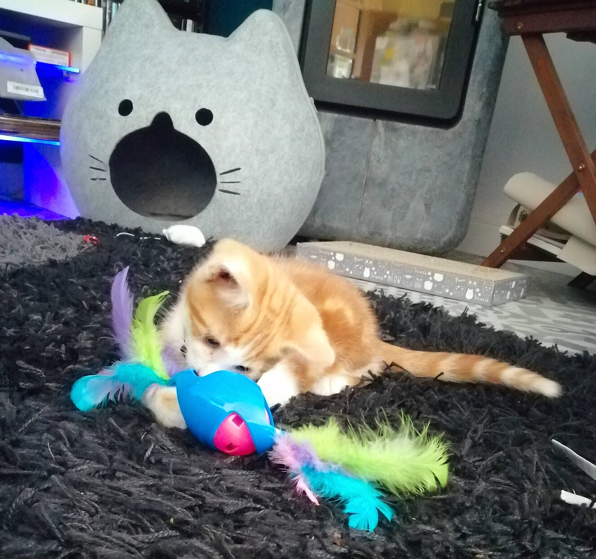 Ron a rejoint le concours — aidez-le/la à gagner de superbes lots ! carnivore, companion_dog, dog_breed, dog_toy, fawn, felidae, fur, happy, mammal, paw, photo_caption, pink, plush, small_to_medium_sized_cats, stuffed_toy, tail, teddy_bear, toy, vertebrate, whiskers