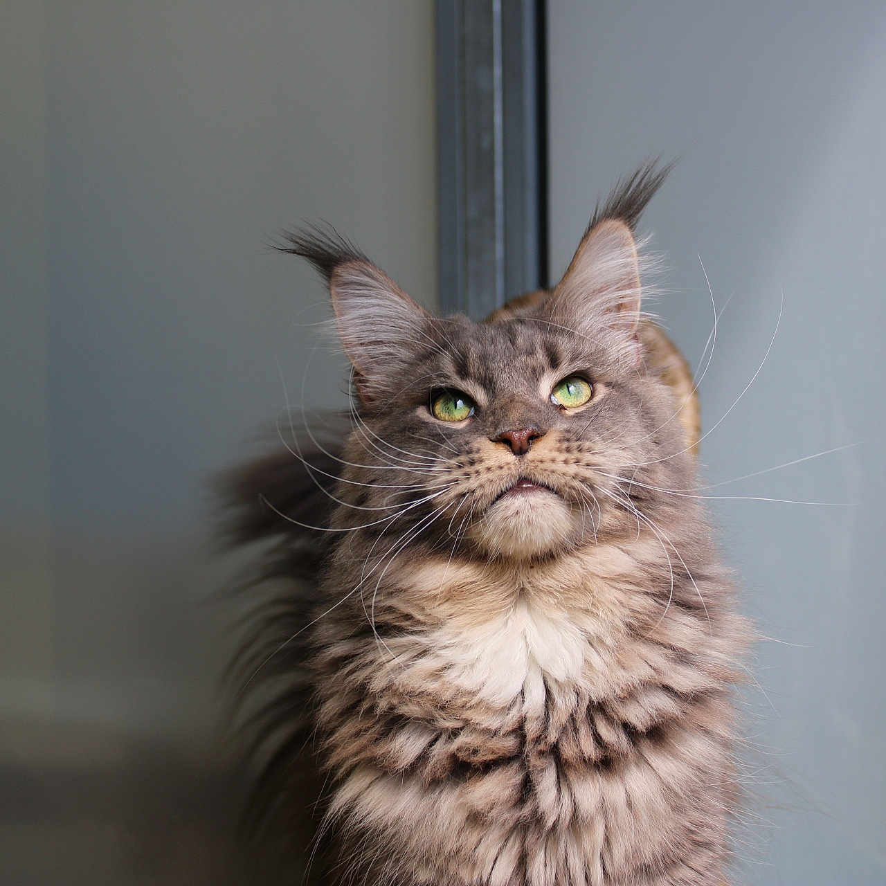 Ryuk participe au concours pour gagner de l'argent avec cette photo : adorable, animal, background_blur, cat, closeup, cute, domestic_cat, ears, face, feline, fluffy, fur, green_eyes, indoor, looking_up, mammal, pet, portrait, soft_light, whiskers