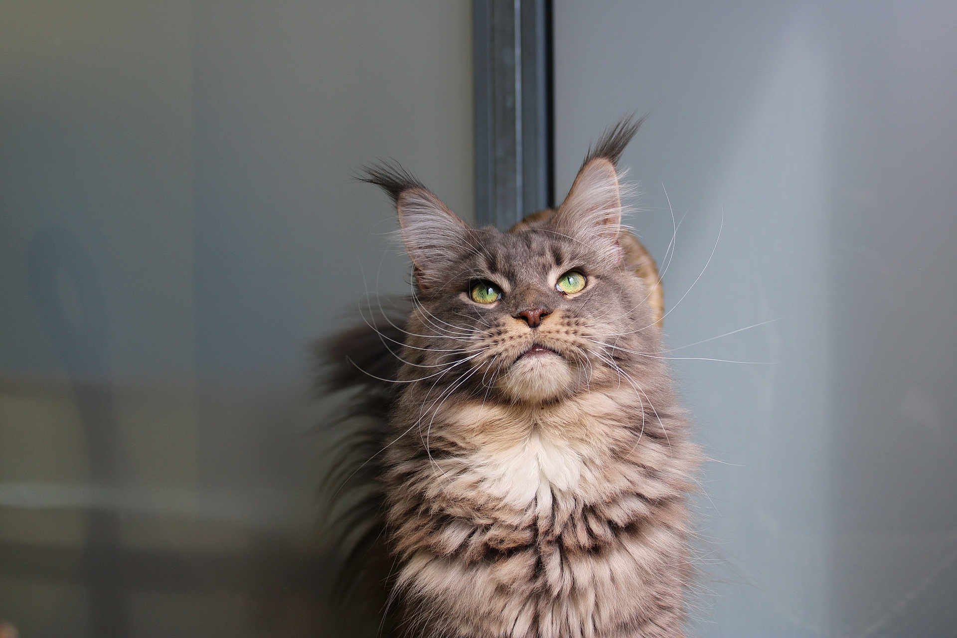 Ryuk participe au concours pour gagner de l'argent avec cette photo : cat, fluffy, green_eyes, looking_up, fur, portrait, animal, pet, indoor, whiskers, ears, face, feline, domestic_cat, cute, mammal, closeup, soft_light, background_blur, adorable
