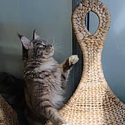 Ryuk participe au concours pour gagner de l'argent avec cette photo : cat, gray_cat, tabby, feline, pet, animal, paw, whiskers, wicker_chair, woven_chair, furniture, indoor, curious, green_eyes, soft_fur, side_view, close_up, natural_light, playful, domestic_cat