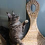 cat, gray_cat, tabby, feline, pet, animal, paw, whiskers, wicker_chair, woven_chair, furniture, indoor, curious, green_eyes, soft_fur, side_view, close_up, natural_light, playful, domestic_cat
