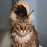 Drogon a rejoint le concours — aidez-le/la à gagner de superbes lots ! cat, maine_coon, animal, pet, feline, long_fur, yellow_eyes, whiskers, portrait, close_up, indoor, fur, ears, muzzle, cute, domestic_animal, face, looking, fluffy, background_blur