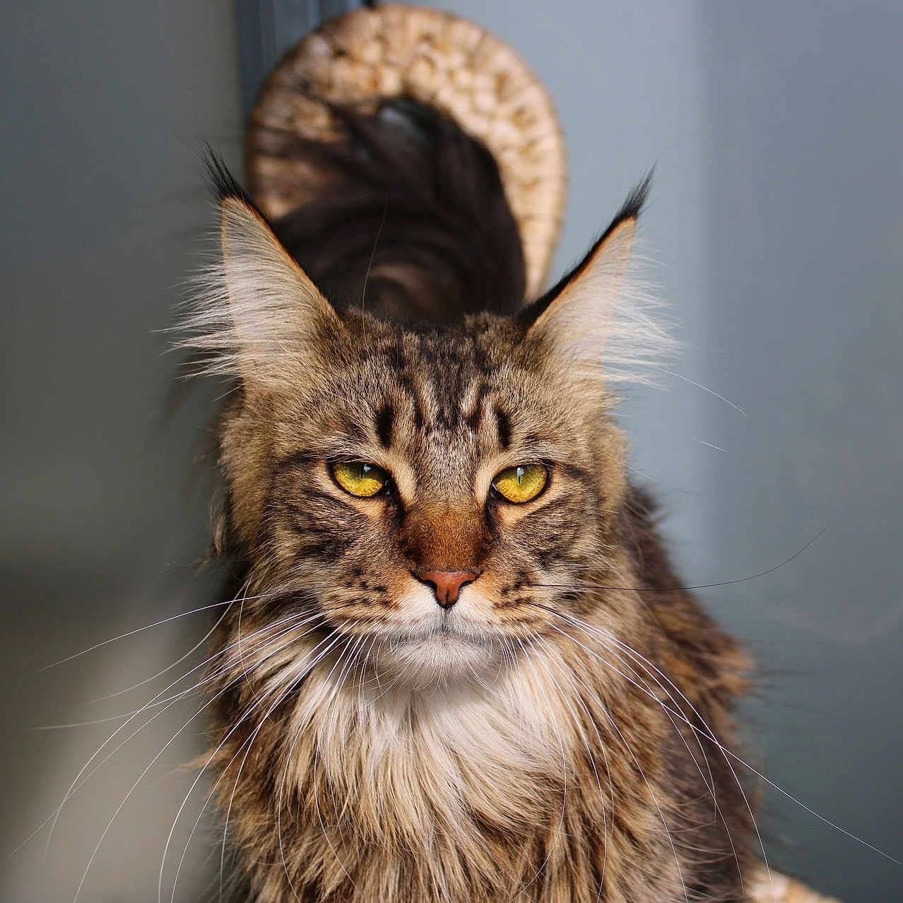 Drogon a rejoint le concours — aidez-le/la à gagner de superbes lots ! animal, background_blur, cat, close_up, cute, domestic_animal, ears, face, feline, fluffy, fur, indoor, long_fur, looking, maine_coon, muzzle, pet, portrait, whiskers, yellow_eyes