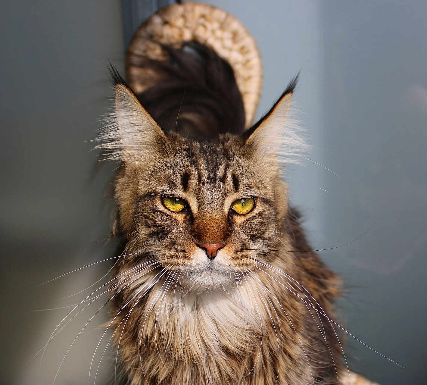 Drogon a rejoint le concours — aidez-le/la à gagner de superbes lots ! cat, maine_coon, animal, pet, feline, long_fur, yellow_eyes, whiskers, portrait, close_up, indoor, fur, ears, muzzle, cute, domestic_animal, face, looking, fluffy, background_blur