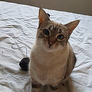 Arya a rejoint le concours — aidez-le/la à gagner de superbes lots ! cat, pet, indoor, bed, white_bedspread, toy, mouse_toy, curious, blue_eyes, feline, striped, whiskers, ears, sitting, fur, domestic_animal, playful, closeup, animal, cute