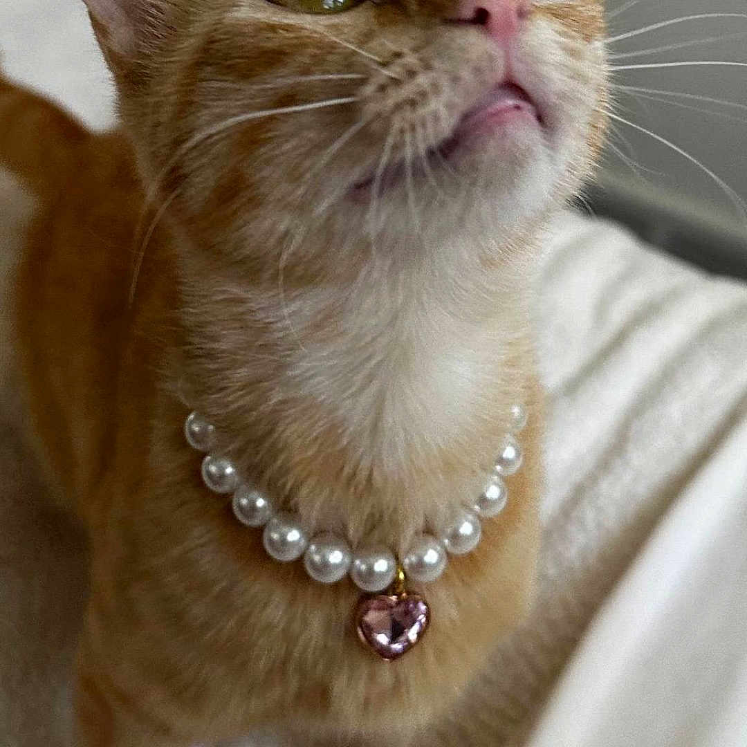 Cleo Marie joined the competition — help win amazing prizes! abyssinian, accessories, animal, bead, beadnecklace, bracelet, cat, collar, diamond, gemstone, jewelry, kitten, locket, necklace, ornament, pearl, pendant, pet, siamese, strap