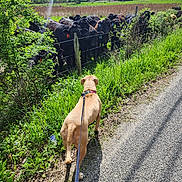 Piper joined the competition — help win amazing prizes! animal, collar, cows, curious, daytime, dog, farm, fence, field, grass, greenery, herd, leash, nature, outdoor, road, rural, sky, sunlight, trees