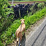 animal, collar, cows, curious, daytime, dog, farm, fence, field, grass, greenery, herd, leash, nature, outdoor, road, rural, sky, sunlight, trees