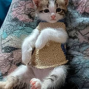 Sprinkles joined the competition — help win amazing prizes! kitten, cat, pet, animal, cute, relaxed, lap, sweater, furry, small, cozy, indoor, person, blanket, pattern, colorful, resting, young, adorable, soft