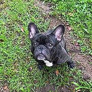 Parker joined the competition — help win amazing prizes! dog, french_bulldog, pet, grass, yard, outdoors, brindle, big_ears, big_eyes, looking_up, paws, mud, dirt, cute, portrait, sitting, canine, attentive, close_up, green_grass