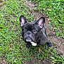 dog, french_bulldog, pet, grass, yard, outdoors, brindle, big_ears, big_eyes, looking_up, paws, mud, dirt, cute, portrait, sitting, canine, attentive, close_up, green_grass