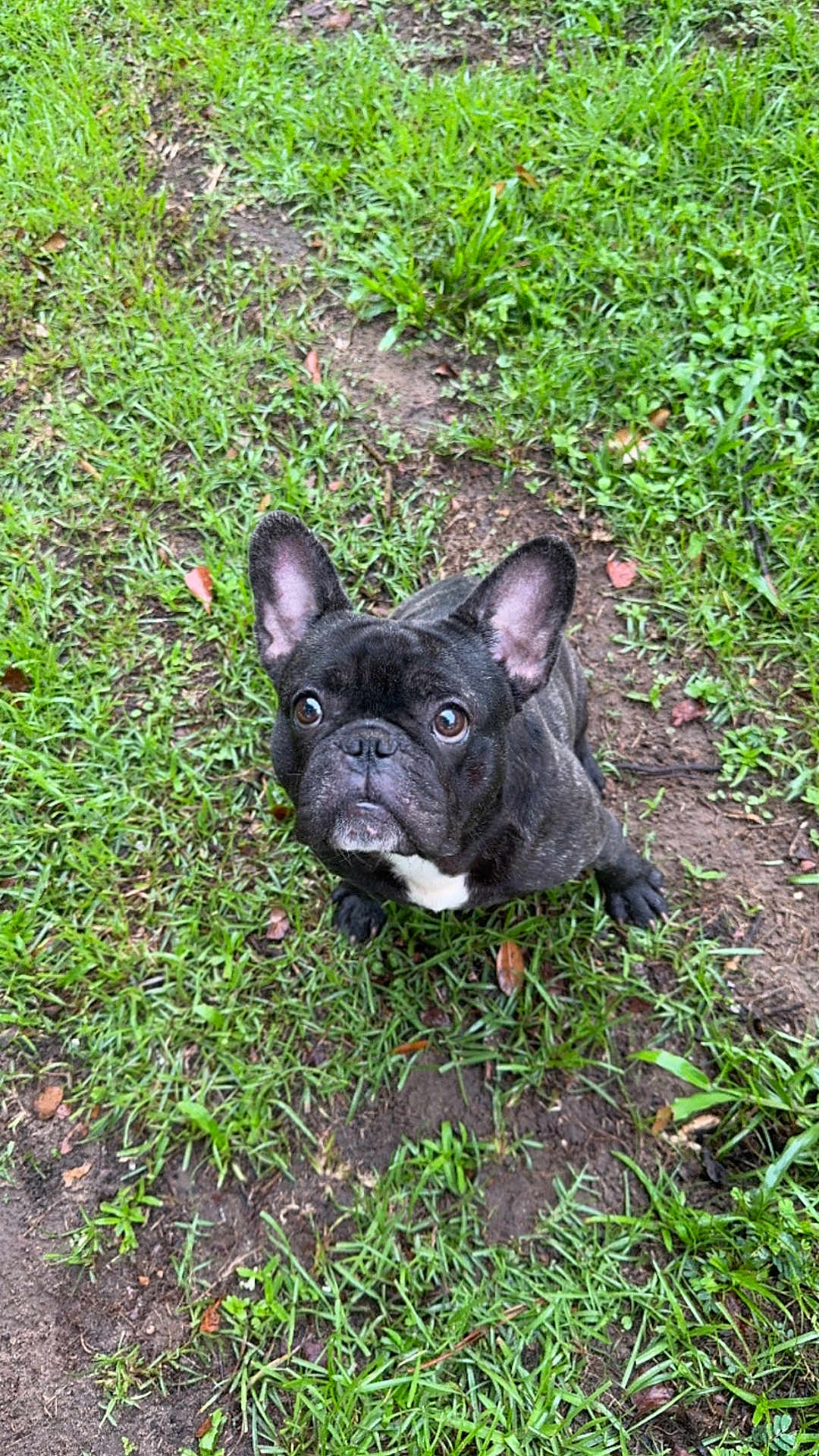 Parker joined the competition — help win amazing prizes! dog, french_bulldog, pet, grass, yard, outdoors, brindle, big_ears, big_eyes, looking_up, paws, mud, dirt, cute, portrait, sitting, canine, attentive, close_up, green_grass