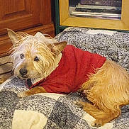 Reggie joined the competition — help win amazing prizes! animal, bed, blanket, canine, comfort, cozy, cute, dog, fur, home, indoor, lying_down, mammal, pet, red_sweater, relaxed, resting, small_dog, warm, wooden_furniture