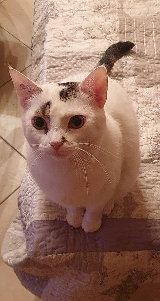 Plump a rejoint le concours — aidez-le/la à gagner de superbes lots ! carnivore, cat, claw, domestic_short_haired_cat, ear, eye, eyebrow, fawn, felidae, flooring, fur, head, paw, small_to_medium_sized_cats, snout, tail, terrestrial_animal, whiskers, window, wood