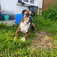 Lili participe au concours pour gagner de l'argent avec cette photo : dog, boxer, grass, outdoor, garden, pet, animal, fence, bucket, greenery, relaxed, summer, yard, canine, nature, home, blurred_background, daylight, resting, mammal