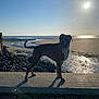 Lili participe au concours pour gagner de l'argent avec cette photo : dog, beach, sunset, sea, water, sand, rock, wall, shadow, sky, sun, outdoor, animal, pet, landscape, coast, nature, silhouette, calm, scenic