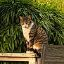 cat, tabby_cat, animal, pet, outdoor, greenery, foliage, wooden_railing, nature, sitting, mammal, whiskers, ears, fur, daylight, garden, curious, alert, domestic_cat, feline