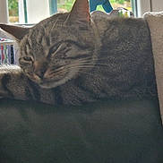 Thor a rejoint le concours — aidez-le/la à gagner de superbes lots ! abyssinian, animal, bed, blanket, cat, couch, crib, cushion, furniture, homedecor, indoors, infantbed, kitten, laundry, linen, manx, person, pet, sleeping, towel