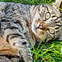 cat, tabby, grass, outdoor, animal, pet, fur, whiskers, close_up, relaxed, nature, green, eyes, paw, laying, cute, mammal, portrait, daylight, playful