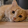 cat, orange_tabby, pet, animal, close_up, fur, whiskers, eyes, relaxed, indoor, floor, soft_rug, cute, mammal, feline, laying_down, portrait, domestic_cat, whisker, animal_face