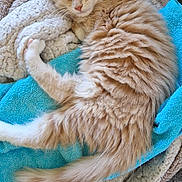 Loki a rejoint le concours — aidez-le/la à gagner de superbes lots ! kitten, sleeping, orange_cat, fluffy, blanket, towel, cozy, pet, feline, cute, resting, indoor, fur, paw, tail, comfort, relaxation, nap, soft, domestic_animal