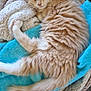 kitten, sleeping, orange_cat, fluffy, blanket, towel, cozy, pet, feline, cute, resting, indoor, fur, paw, tail, comfort, relaxation, nap, soft, domestic_animal