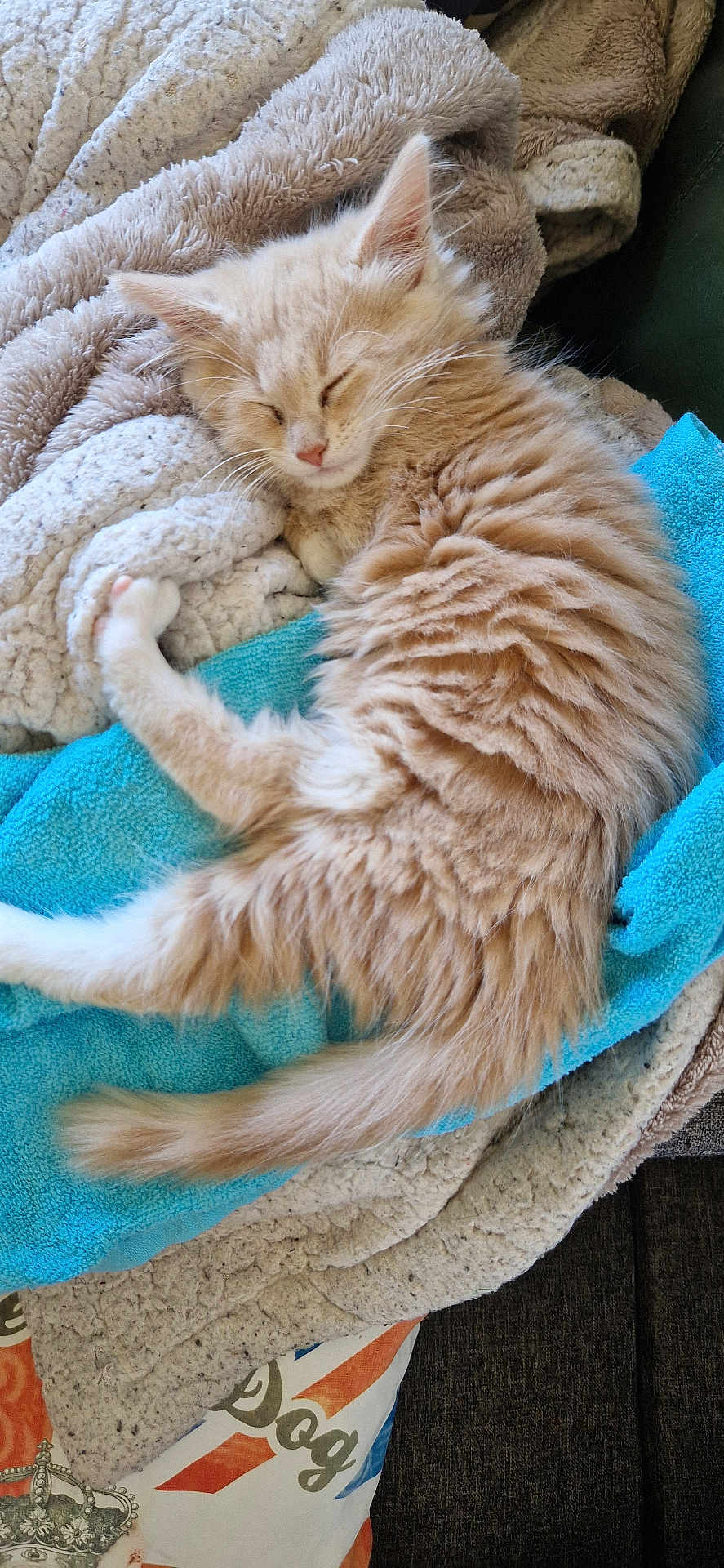 Loki a rejoint le concours — aidez-le/la à gagner de superbes lots ! kitten, sleeping, orange_cat, fluffy, blanket, towel, cozy, pet, feline, cute, resting, indoor, fur, paw, tail, comfort, relaxation, nap, soft, domestic_animal
