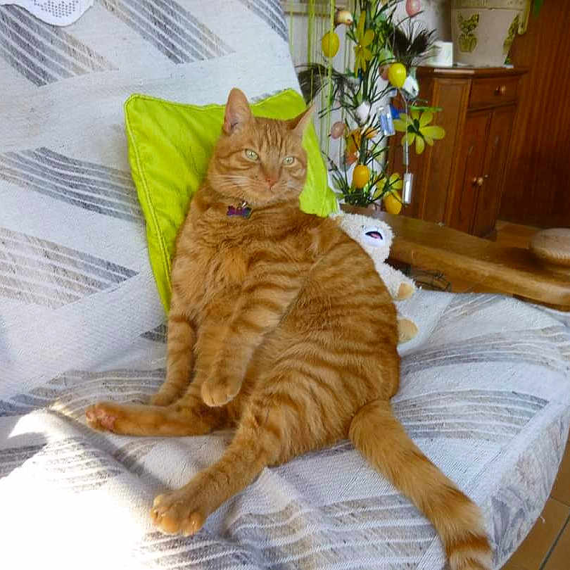 Gros-Minet