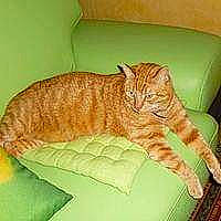 Gros-Minet a rejoint le concours — aidez-le/la à gagner de superbes lots ! carnivore, cat, domestic_short_haired_cat, dragon_li, european_shorthair, felidae, fur, kitten, ocicat, small_to_medium_sized_cats, tabby_cat, whiskers