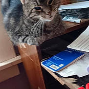 Dinky is registered to the contest to win money with this photo: animal, cat, closeup, clutter, curious, desk, ears, feline, furniture, household, indoor, light, memo_book, papers, pet, resting, tabby, whiskers, window, wood