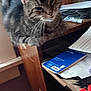 animal, cat, closeup, clutter, curious, desk, ears, feline, furniture, household, indoor, light, memo_book, papers, pet, resting, tabby, whiskers, window, wood