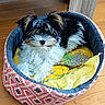 animal, black_and_white, blanket, colorful, cute, dog, dog_bed, fluffy, fur, hardwood_floor, home, indoors, pet, pet_bed, portrait, puppy, sitting, small_dog, tan, yellow