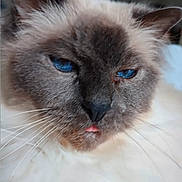 Harrybo a rejoint le concours — aidez-le/la à gagner de superbes lots ! cat, blue_eyes, fluffy, close_up, whiskers, pet, animal, fur, face, portrait, sleepy, tongue, domestic_cat, indoor, cute, mammal, feline, whisker, head, ears