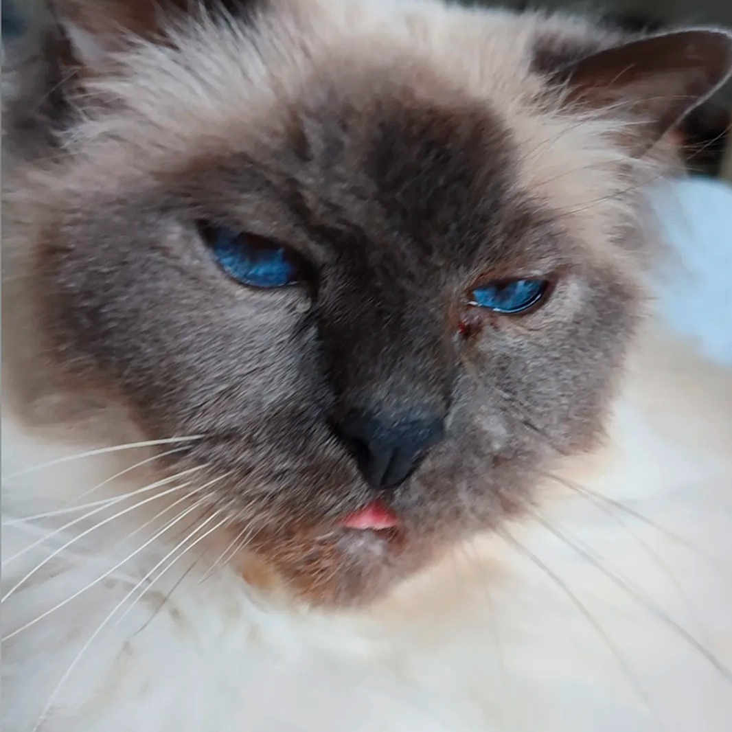 Harrybo a rejoint le concours — aidez-le/la à gagner de superbes lots ! animal, blue_eyes, cat, close_up, cute, domestic_cat, ears, face, feline, fluffy, fur, head, indoor, mammal, pet, portrait, sleepy, tongue, whisker, whiskers