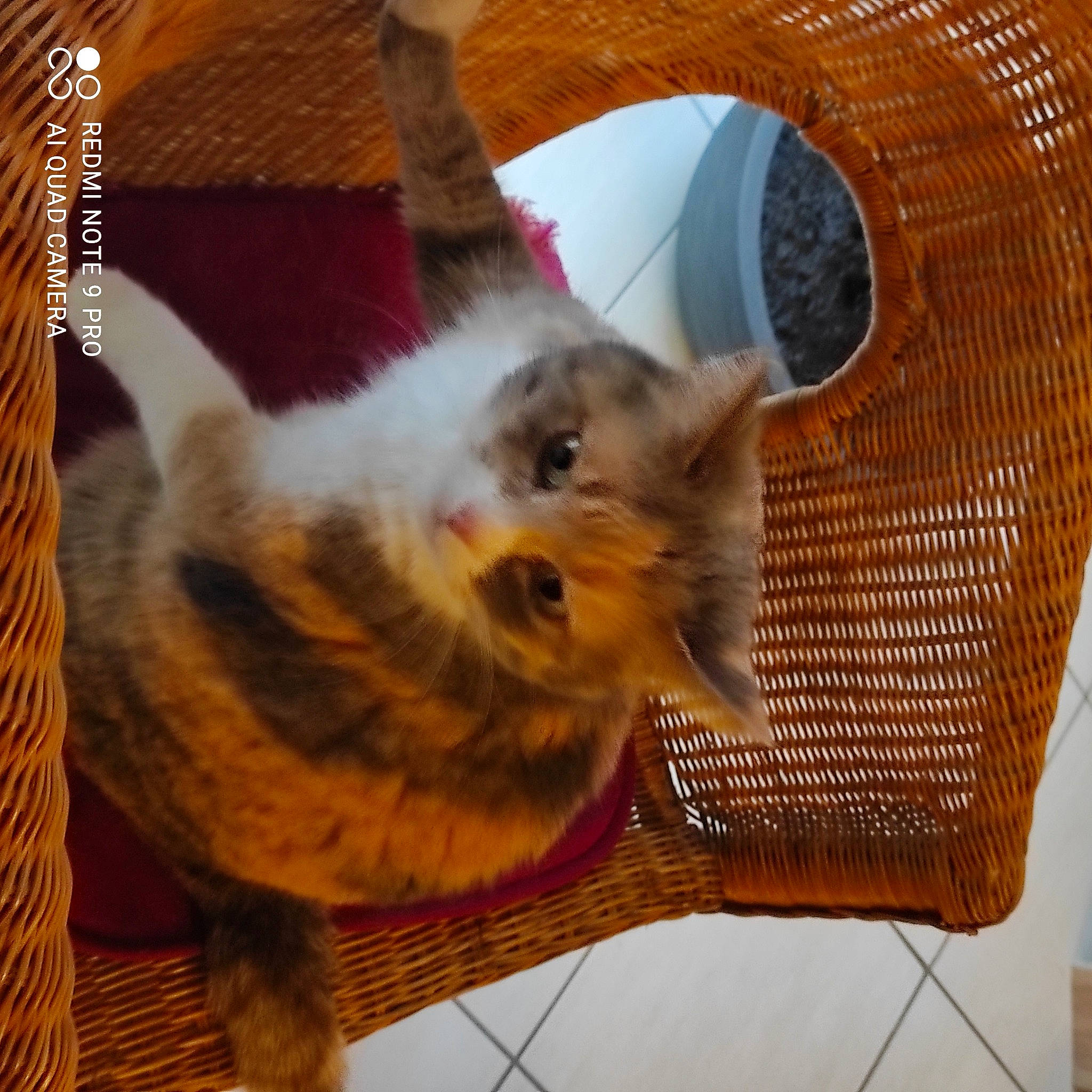 Liloo a rejoint le concours — aidez-le/la à gagner de superbes lots ! basket, carnivore, cat, cat_supply, circle, comfort, domestic_short_haired_cat, fawn, felidae, fur, hardwood, paw, pet_supply, small_to_medium_sized_cats, snout, tail, whiskers, wicker, wood