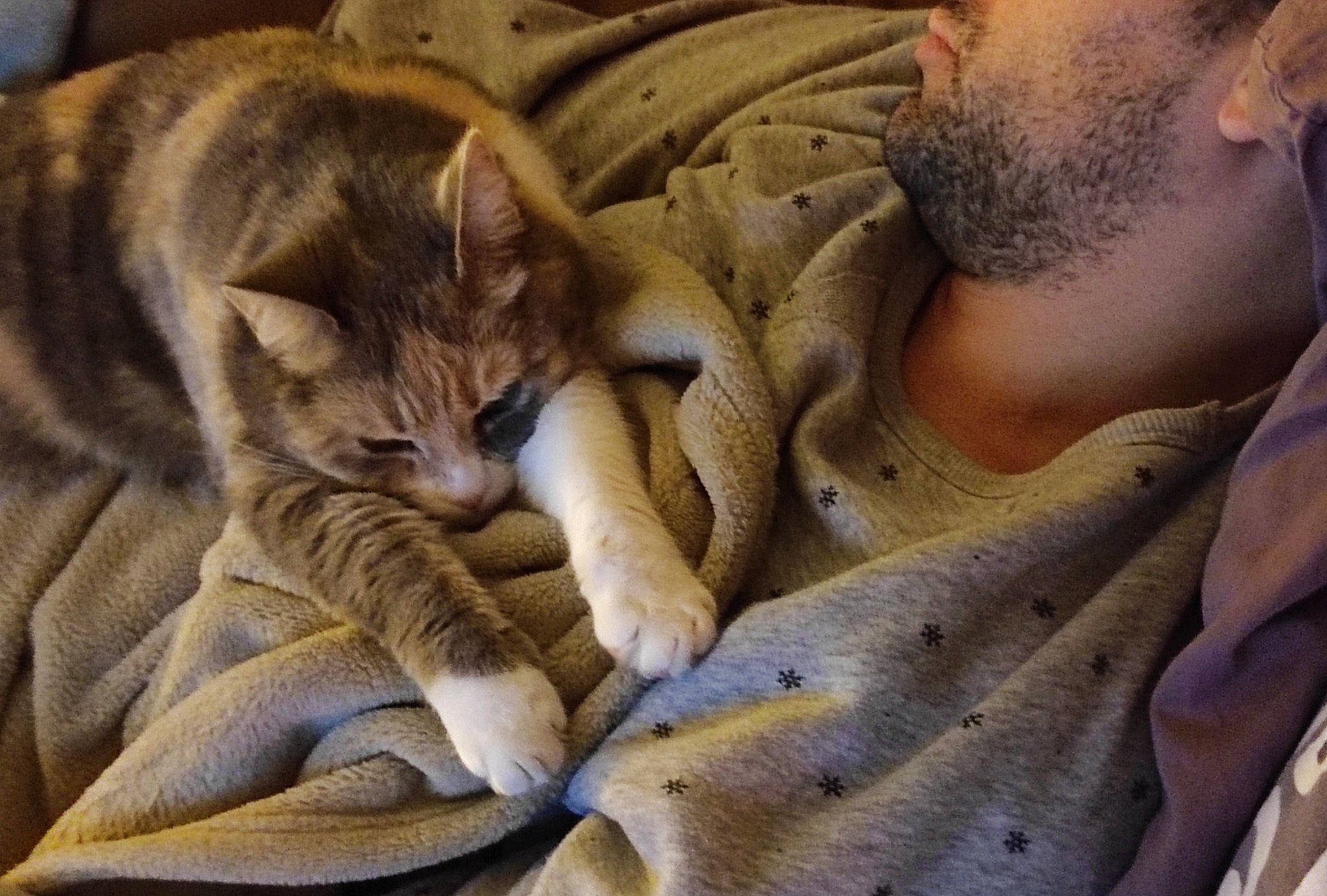 Liloo a rejoint le concours — aidez-le/la à gagner de superbes lots ! beard, blanket, carnivore, cat, claw, comfort, domestic_short_haired_cat, ear, fawn, felidae, fur, grey, linens, nap, paw, photo_caption, sleep, small_to_medium_sized_cats, snout, whiskers