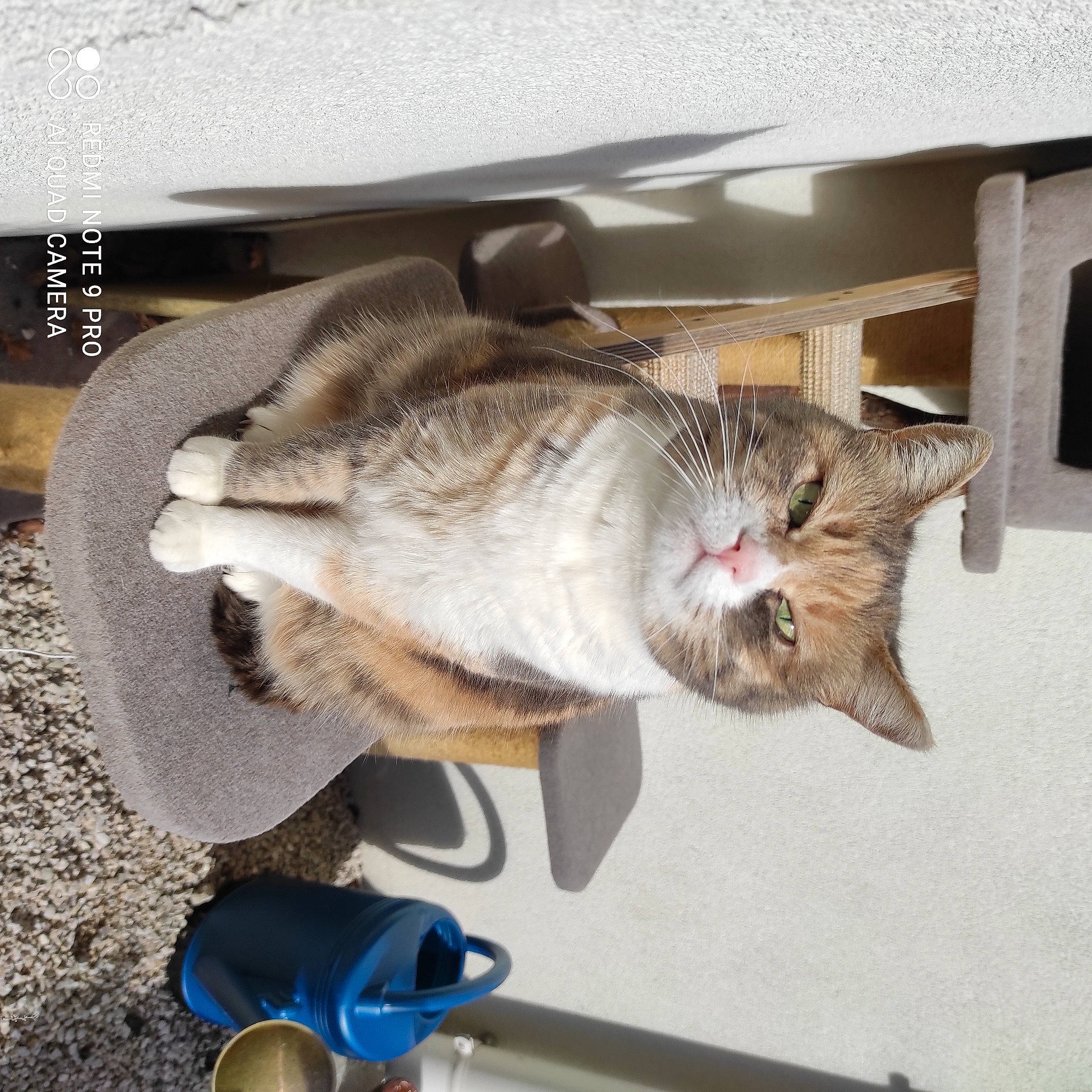 Liloo participe au concours pour gagner de l'argent avec cette photo : canidae, carnivore, cat, claw, comfort, domestic_short_haired_cat, fawn, felidae, fur, luggage_and_bags, nap, paw, small_to_medium_sized_cats, snout, tail, toy, whiskers