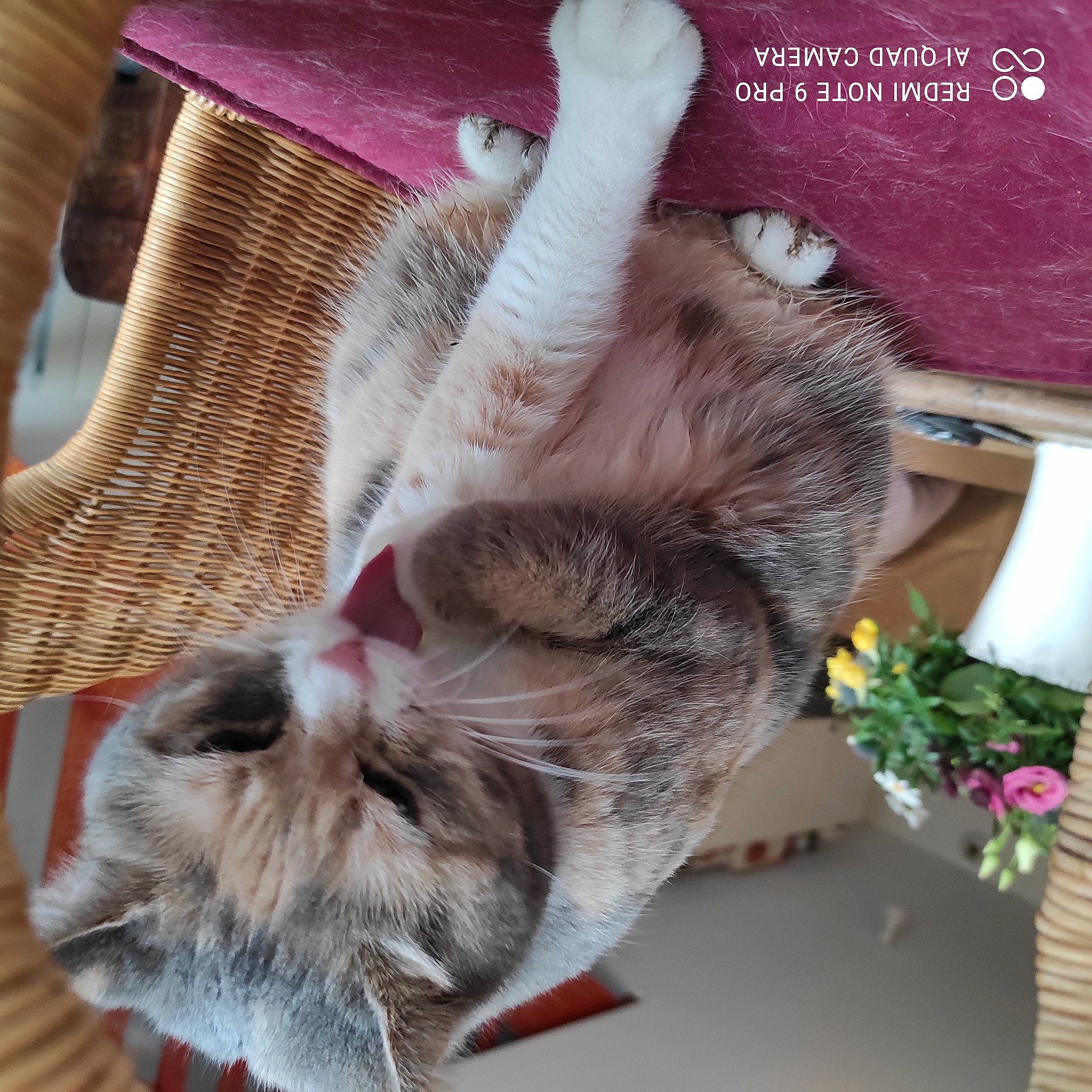 Liloo participe au concours pour gagner de l'argent avec cette photo : canidae, carnivore, cat, claw, comfort, companion_dog, domestic_short_haired_cat, ear, fawn, felidae, flower, fur, lamp, nap, paw, small_to_medium_sized_cats, snout, sporting_group, tail, whiskers