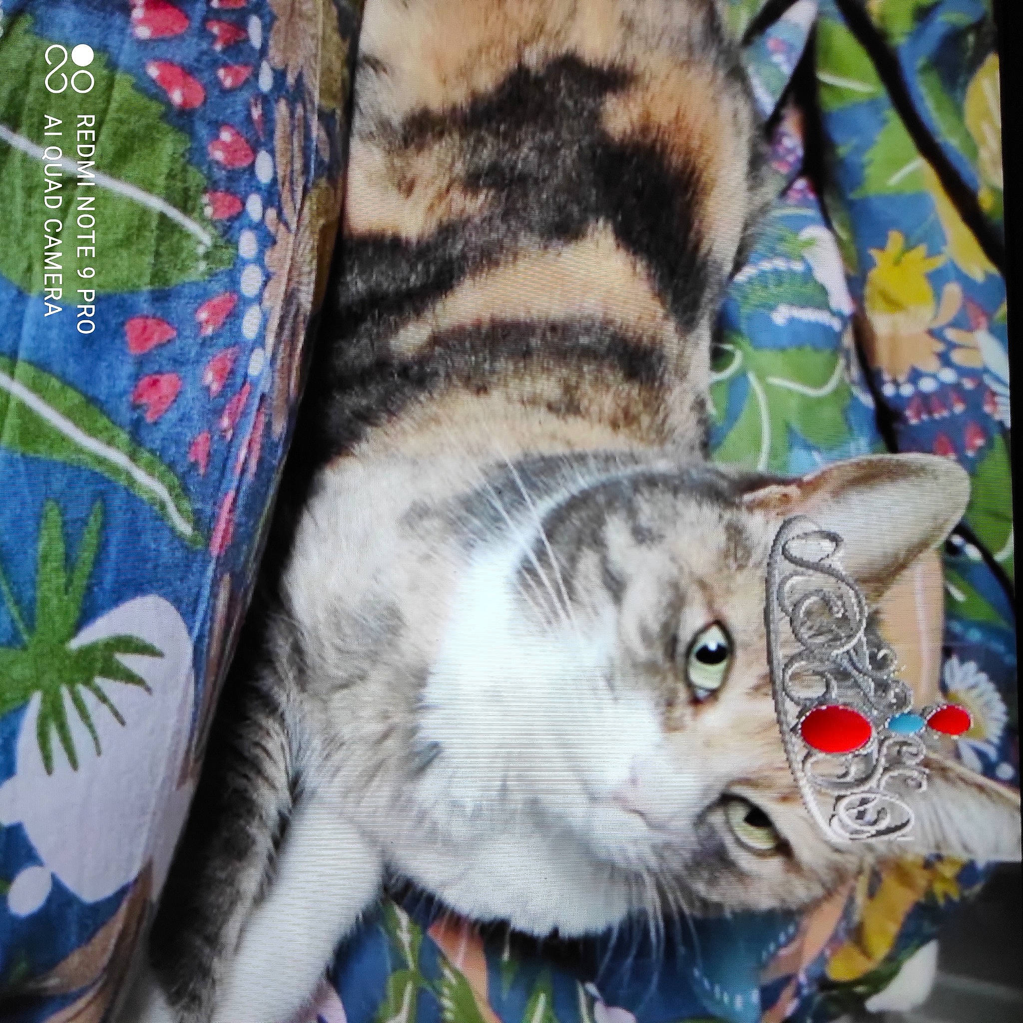 Liloo participe au concours pour gagner de l'argent avec cette photo : big_cats, carnivore, cat, claw, comfort, domestic_short_haired_cat, fawn, felidae, fur, grey, linens, nap, pattern, paw, small_to_medium_sized_cats, tail, terrestrial_animal, textile, vertebrate, whiskers