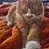 Ginger
