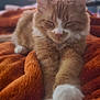 cat, orange_cat, white_paws, sleeping, relaxed, fluffy, pet, indoor, blanket, cozy, stretching, feline, fur, whiskers, cute, domestic_animal, resting, soft_texture, animal, comfort