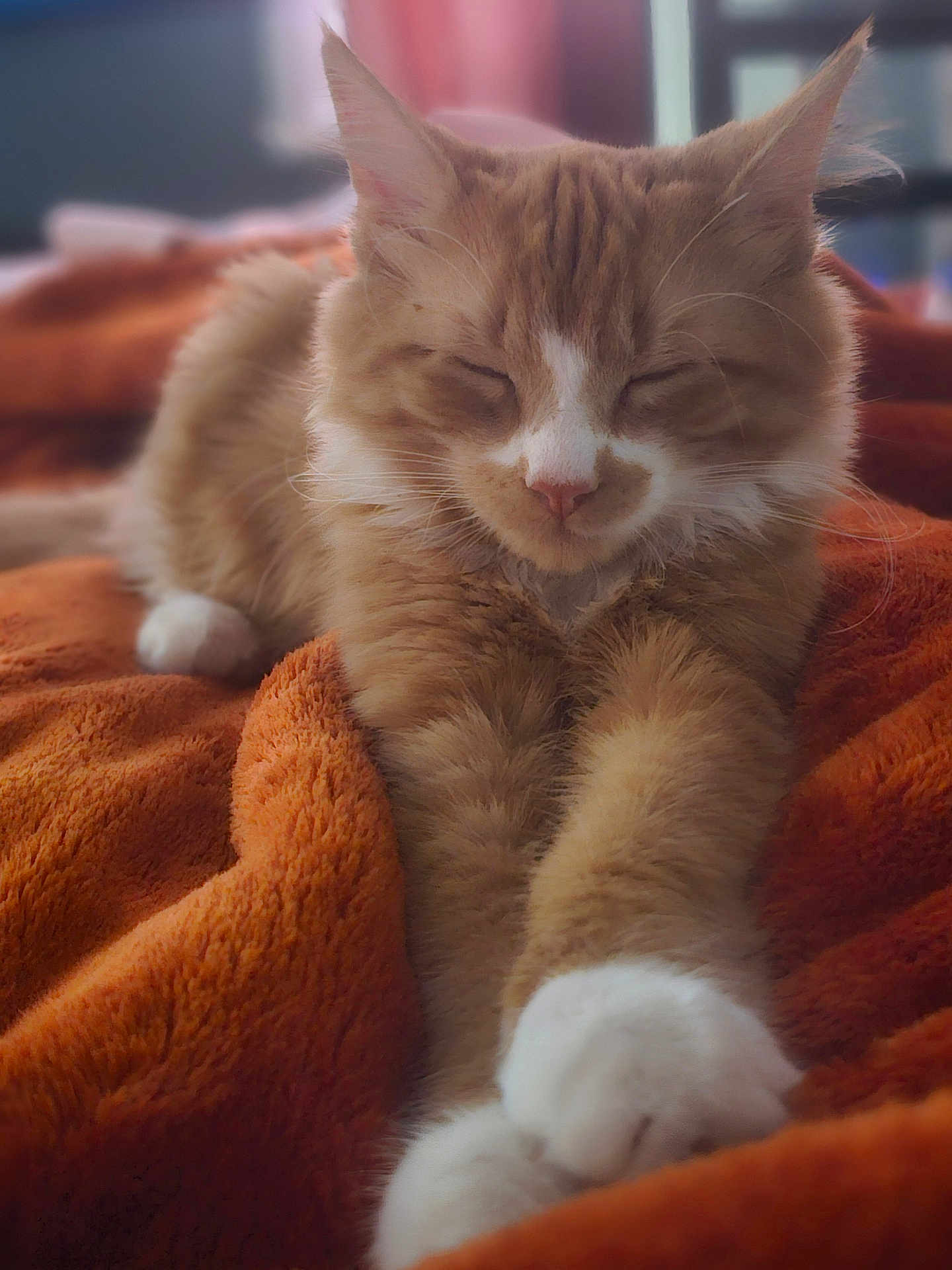 Ginger joined the competition — help win amazing prizes! cat, orange_cat, white_paws, sleeping, relaxed, fluffy, pet, indoor, blanket, cozy, stretching, feline, fur, whiskers, cute, domestic_animal, resting, soft_texture, animal, comfort