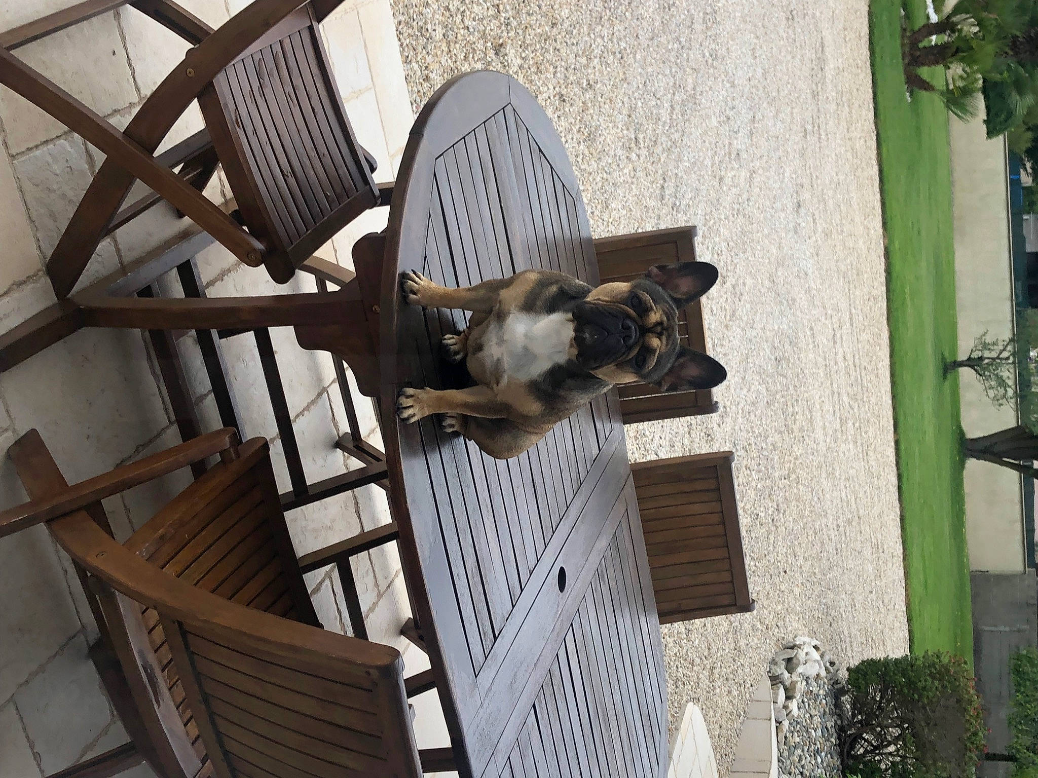 Sidney a rejoint le concours — aidez-le/la à gagner de superbes lots ! building, chair, dog, facade, flooring, hardwood, house, metal, outdoor_furniture, plant, sash_window, sculpture, sporting_group, table, window, wood
