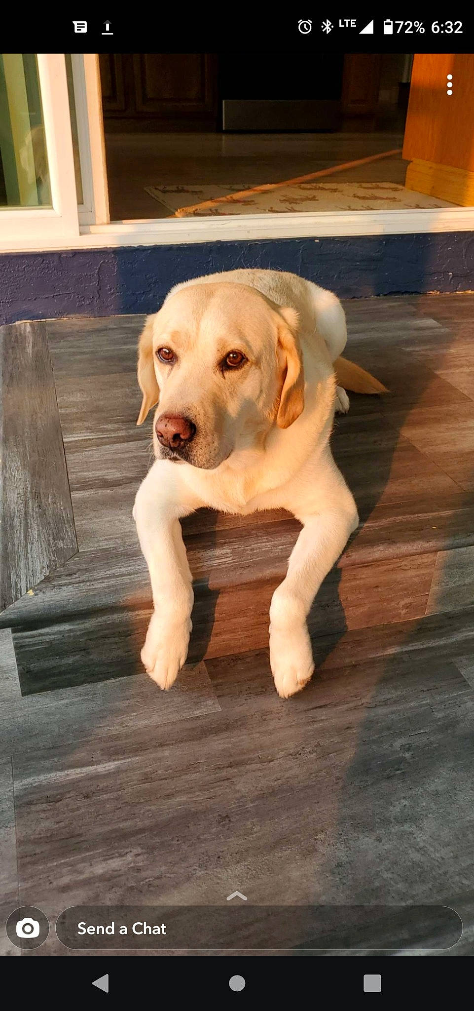 Griffin is registered to the contest to win money with this photo: canidae, carnivore, companion_dog, dog, dog_breed, dog_collar, fawn, flooring, foot, fur, hardwood, liver, pet_supply, plank, snout, sporting_group, wood, wood_flooring, wood_stain, working_animal