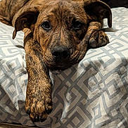 Phoenix is registered to the contest to win money with this photo: dog, brindle, pet, animal, resting, blanket, bed, paw, fur, indoor, cozy, cute, lying_down, closeup, expression, head, snout, ears, relaxed, portrait