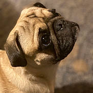 Guero is registered to the contest to win money with this photo: dog, pug, pet, animal, close_up, portrait, wrinkles, fur, cute, looking_up, canine, mammal, indoor, brown, black, ears, snout, nose, eyes, companion