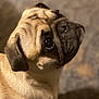 dog, pug, pet, animal, close_up, portrait, wrinkles, fur, cute, looking_up, canine, mammal, indoor, brown, black, ears, snout, nose, eyes, companion