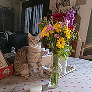 Christine Barthélémy participe au concours pour gagner de l'argent avec cette photo : bloom, box, cat, chair, container, curtains, decorations, domestic_animal, flowers, furniture, indoor, jar, leaf, pet, plant, polka_dot, tabby_cat, table, tablecloth, vase